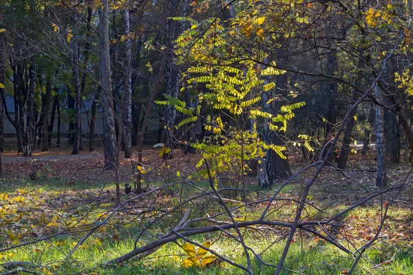Jednym Odległych Terenów Parku Ślady Zbliżającej Się Jesieni Już Zauważalne — Zdjęcie stockowe
