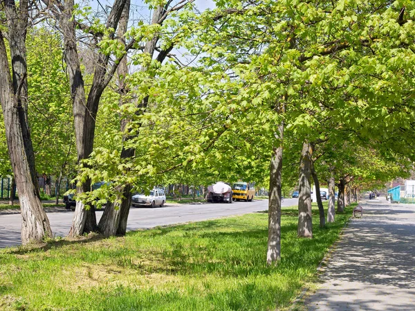 Helles Grün Blühenden Frühlings Laub Schmückte Eine Gasse Einem Der — Stockfoto