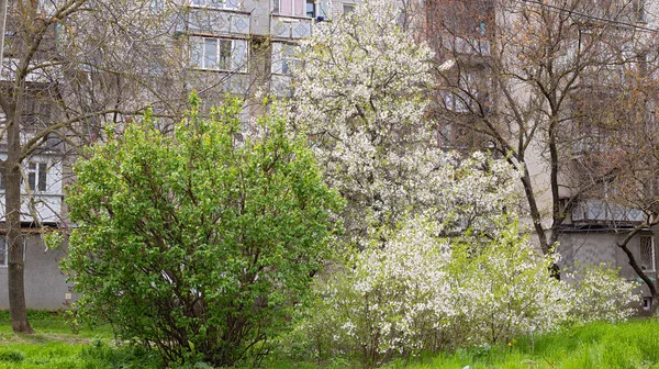 Cerezo Floreciendo Con Flores Blancas Como Nieve Una Lila Preparándose —  Fotos de Stock