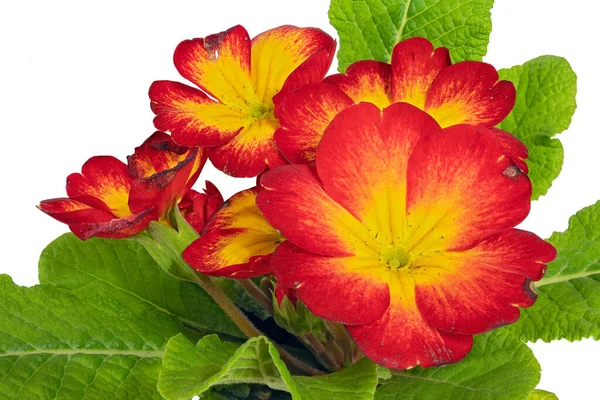 Red Yellow Flowers Primula Plant Primula Latín Aislado Sobre Fondo —  Fotos de Stock