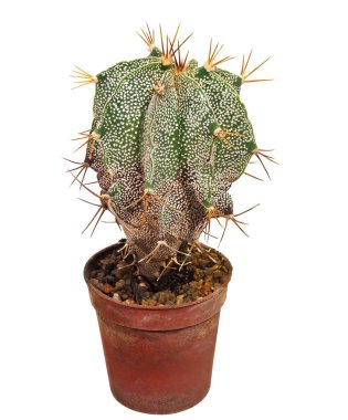 Kaktüs Astrophytum Ornatum (Latince: 