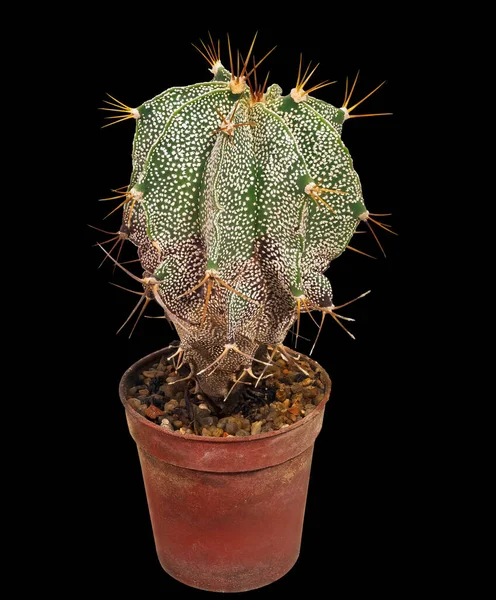 Cactus Astrophytum Ornatum Nome Latino Luogo Nascita Del Messico Età — Foto Stock