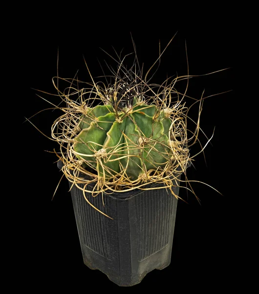 Kaktüs Astrophytum Senile Latince Adı Meksika Nın Doğduğu Yer Yaş — Stok fotoğraf