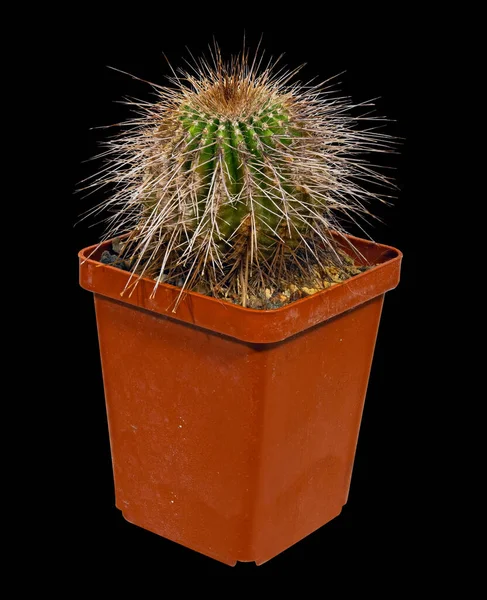 Cactus Eriocactus Hu500 Nombre Latín Lugar Nacimiento Brasil Edad Trece — Foto de Stock