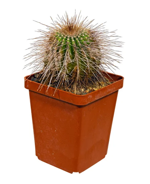 Cactus Eriocactus Hu500 Nombre Latín Lugar Nacimiento Brasil Edad Trece — Foto de Stock