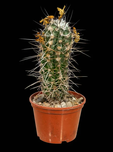 Cactus Lobivia Haematantha Λατινική Ονομασία Birthplace South America Ηλικία Δεκαεπτά — Φωτογραφία Αρχείου
