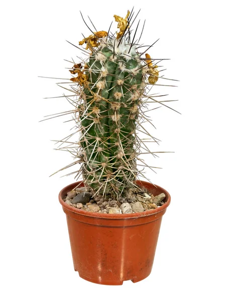 Cactus Lobivia Haematantha Latijnse Naam Geboorteplaats Van Zuid Amerika Zeventien — Stockfoto