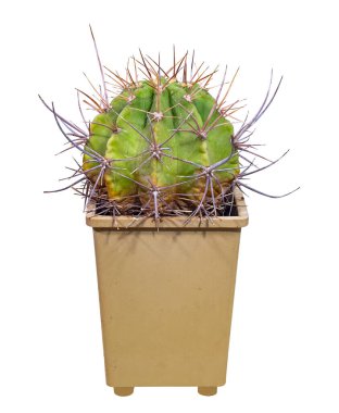 Kaktüs Echinopsis Ferox (Latince: 