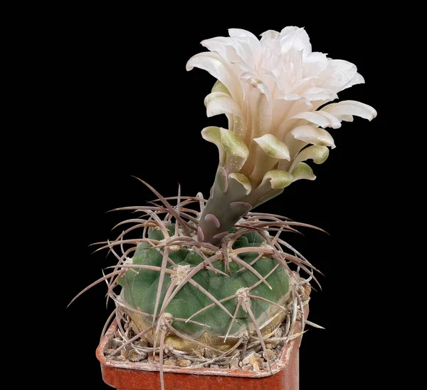 Blooming Cactus Gymnocalicium Mazanense Polycephalum P223 Nome Latino Pode Servir — Fotografia de Stock