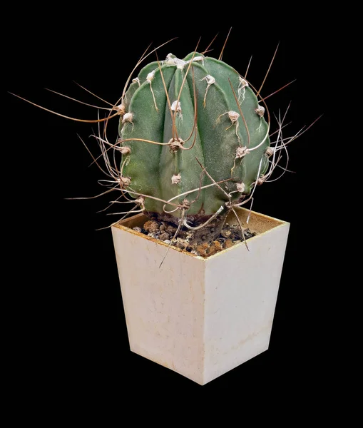 Cactus Astrophytum Capricorne Nudum Latijnse Naam Geboorteplaats Van Mexico Elfjarige — Stockfoto