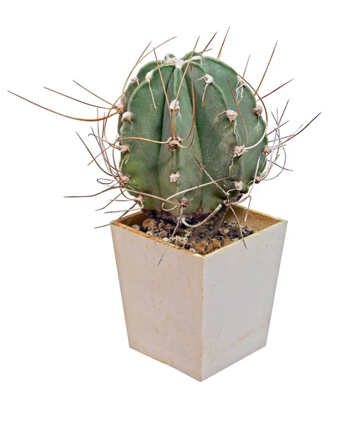 Cactus Astrophytum Capricorne Nudum Nombre Latino Lugar Nacimiento México Edad — Foto de Stock