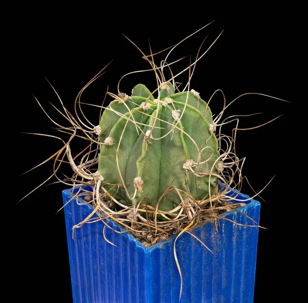 Cactus Astrophytum Capricorne Var Crassispinum Latijnse Naam Geboorteplaats Van Mexico — Stockfoto