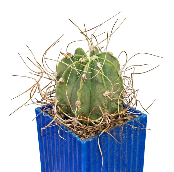 Cactus Astrophytum Capricorne Var Crassispinum Nombre Latín Lugar Nacimiento México — Foto de Stock