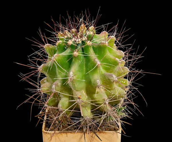 Cactus Copiapoa Cinerea Ssp Dealbata Nome Latino Local Nascimento Chile — Fotografia de Stock