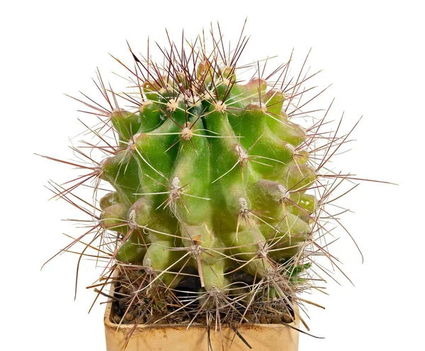 Cactus Copiapoa Cinerea Ssp Dealbata Nome Latino Local Nascimento Chile — Fotografia de Stock