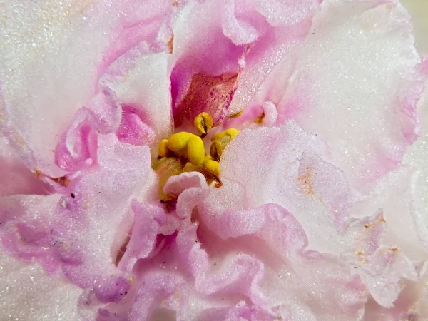 Macro Shot Uzambar Violet Flower Isolde Cultivar Ruso Entre Los —  Fotos de Stock
