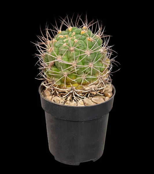 Cactus Gymnocalycium Saglione Tilcarense 1987 Latijnse Naam Groeit Een Bloempot — Stockfoto