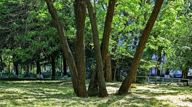 Eski Karaağaç Sandıkları, Odessa şehrinin park alanlarından birinde Roma rakamlarının tuhaf bir kombinasyonunu, 5 ve 11 numaralarını oluşturdu. 
