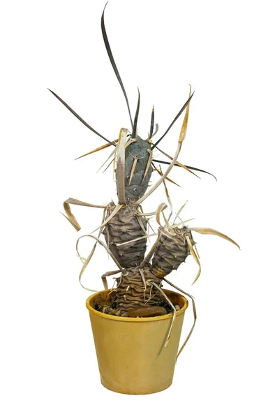 Plant Cactus Tephrocactus Articulatus Papyracanthus Nombre Latino Birthplace South America — Foto de Stock