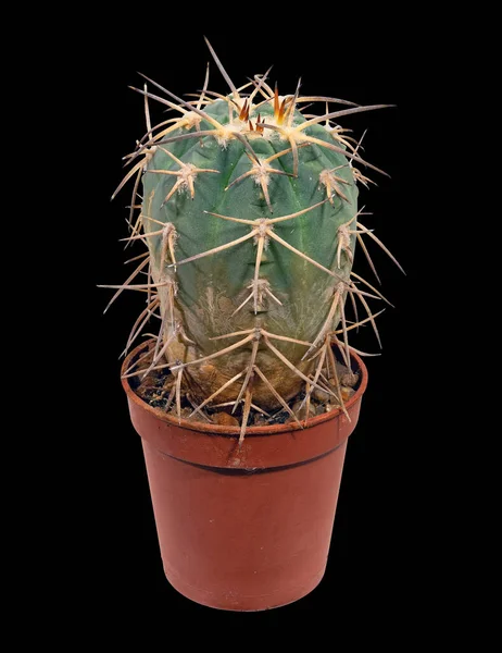 Cactus Gymnocalycium Cardenasianum Latijnse Naam Groeit Een Bloempot Een Home — Stockfoto