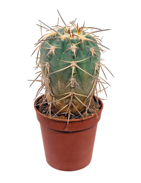 Cactus Gymnocalycium Cardenasianum Nome Latino Cresce Vaso Uma Coleção Casa — Fotografia de Stock