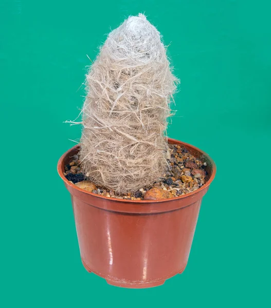 Cactus Espostoa Melanostele Nombre Latino Crece Una Maceta Una Colección — Foto de Stock