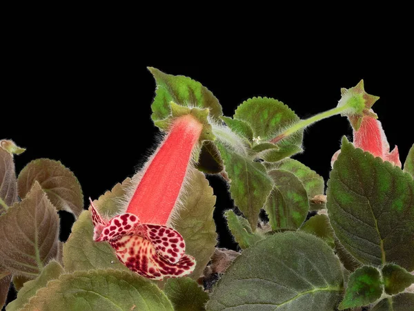 Kohleria Plant Latin Name Blooms Home Collection Isolated Black Background — Stock Photo, Image