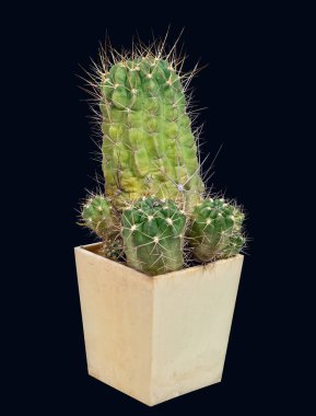 Bitki, Kaktüs Lobivia Hertrichiana Var. Echinata (Latince adı), Home Collection 'da yetişir. Büyümenin doğduğu yer Güney Amerika 'dır. Siyah Arkaplanda İzole Edilmiş 