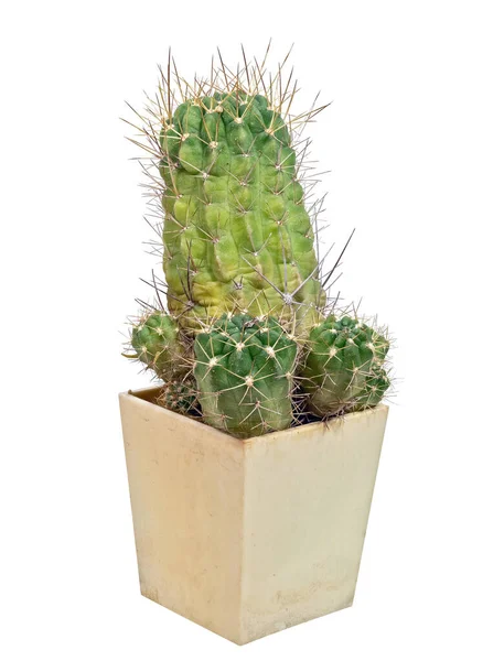 Planta Cactus Lobivia Hertrichiana Var Echinata Nombre Latín Grows Home — Foto de Stock