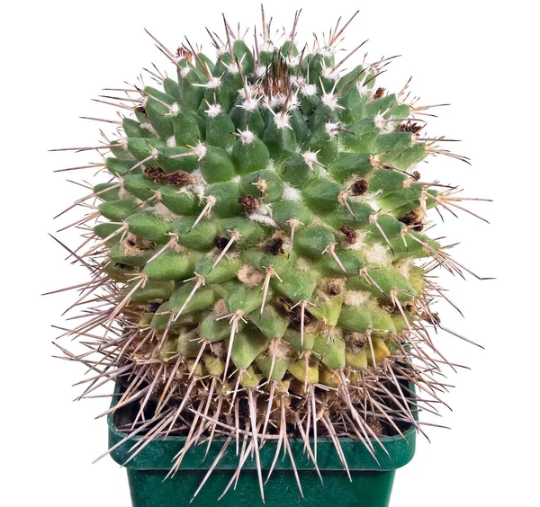 Plant Cactus Mamillaria Centricirrha Latijnse Naam Bedekt Met Withered Buds — Stockfoto