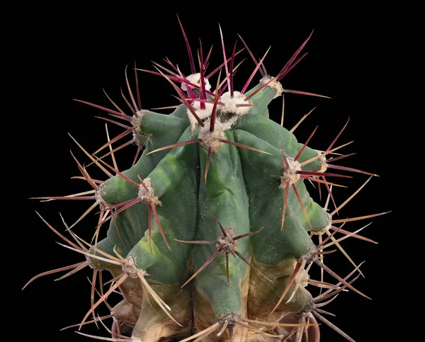 Bitki Kaktüs Ferrocactus Latince Adı Güçlü Dikenlerle Korunur Siyah Arkaplanda — Stok fotoğraf