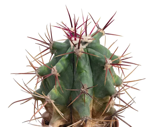 Plant Cactus Ferrocactus Latijnse Naam Wordt Beschermd Door Krachtige Doornen — Stockfoto