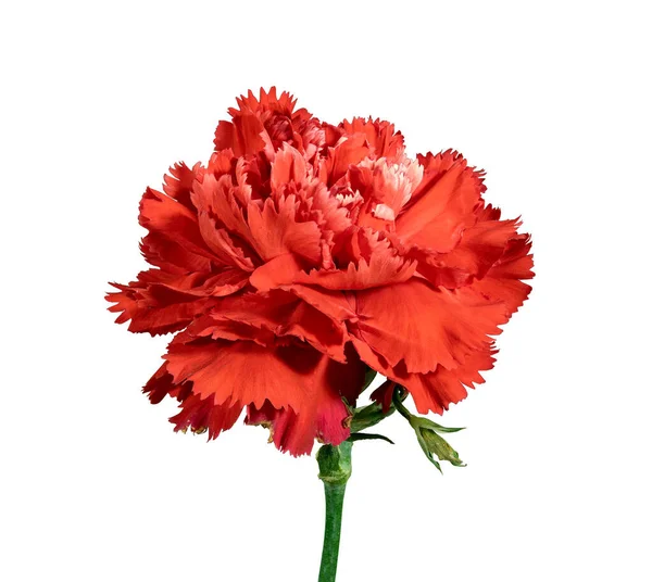 Double Carnation Flower Hybrid Sparkles All Shades Red Isolated White — Stock Photo, Image