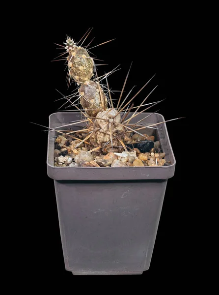 Plant Cactus Tephrocactus Aoracanthus Nombre Latino Native Land South America — Foto de Stock