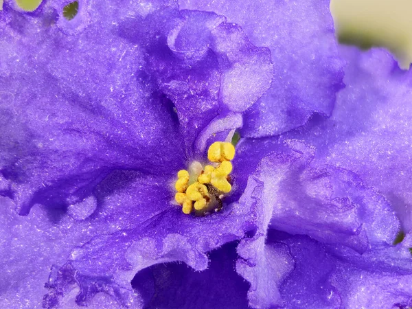 Macro Shot Uzambara Violet Flower Inglés Entre Los Pétalos Púrpura —  Fotos de Stock