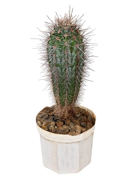 Plant Cactus Stetsonia Coryne Latijnse Naam Geboorteplaats Van Zuid Amerika — Stockfoto