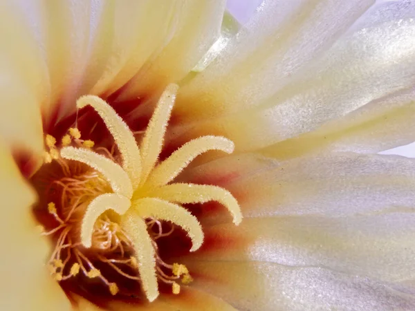 Macro Shot Cactus Flower Hamatocactus Setispinus Nombre Latín Las Profundidades —  Fotos de Stock