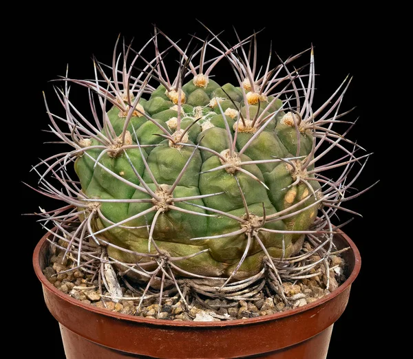 Plant Cactus Gymnocalycium Saglione Tucuimanenge Nome Latino Luogo Nascita Del — Foto Stock