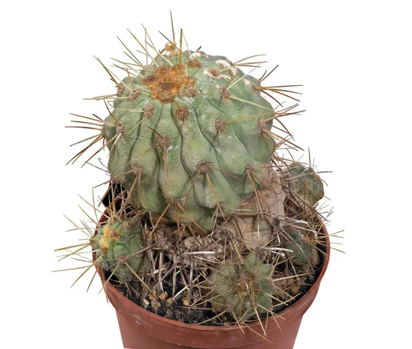 Plant Cactus Copiapoa Cinerea Albispina Λατινική Ονομασία Birthplace South America — Φωτογραφία Αρχείου