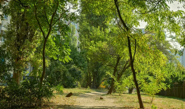 Odessa Şehrinin Yerel Bölgelerinden Birinde Yetişen Bitkilerin Bereketli Yeşillikleri Arasındaki — Stok fotoğraf