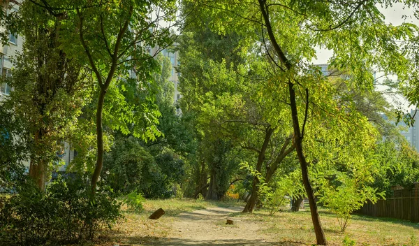 Percorso Snoda Tra Verde Abbondante Piante Che Crescono Nella Zona — Foto Stock