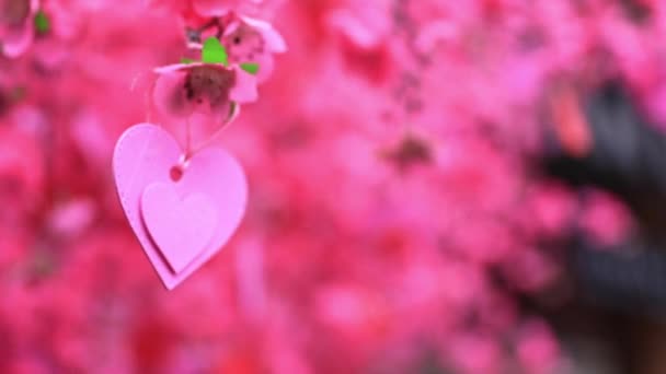 Decoración de corazón rosa en el árbol en el primer plano diurno de primavera — Vídeo de stock