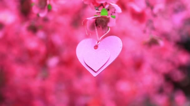 Ροζ διακόσμηση της καρδιάς στο δέντρο κατά τη διάρκεια της άνοιξης closeup χειρός — Αρχείο Βίντεο