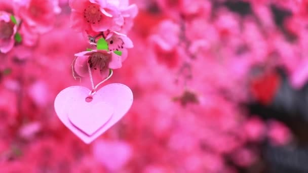 Розовое украшение сердца на дереве весной днем крупным планом ручной — стоковое видео