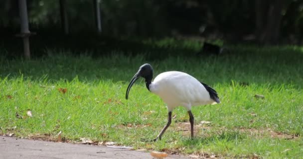 Ibis blanco australiano en la isla del zoológico de Taronga en Sydney de mano durante el día — Vídeos de Stock