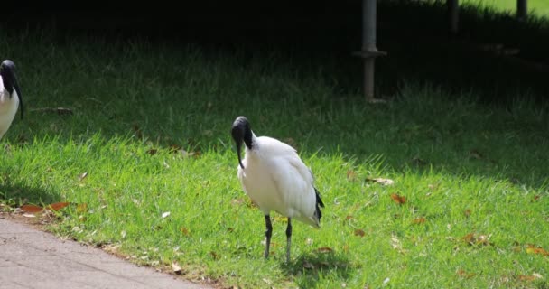 Australische Witte Ibis op Taronga zoo eiland in Sydney overdag handheld — Stockvideo