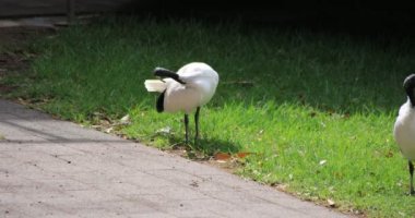 Sydney 'deki Taronga Hayvanat Bahçesi' ndeki el bilgisayarlı Avustralya Beyaz Ibis 'i