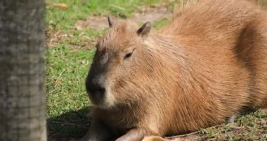 Sydney 'deki Taronga hayvanat bahçesi adasında, el kamerasıyla çekilmiş.
