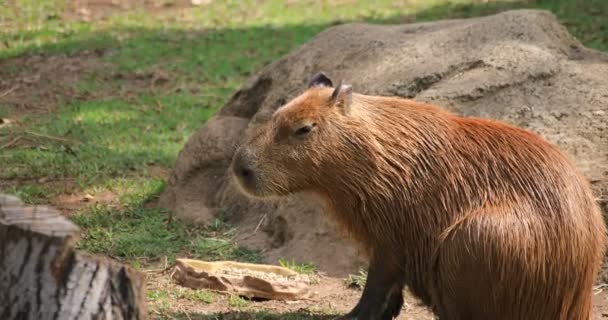 Capybara at Taronga zoo island in Sydney daytime handheld — Stock Video