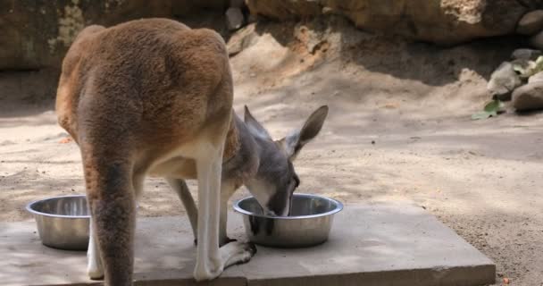 Canguru na ilha do zoológico de Taronga em Sydney handheld diurno — Vídeo de Stock